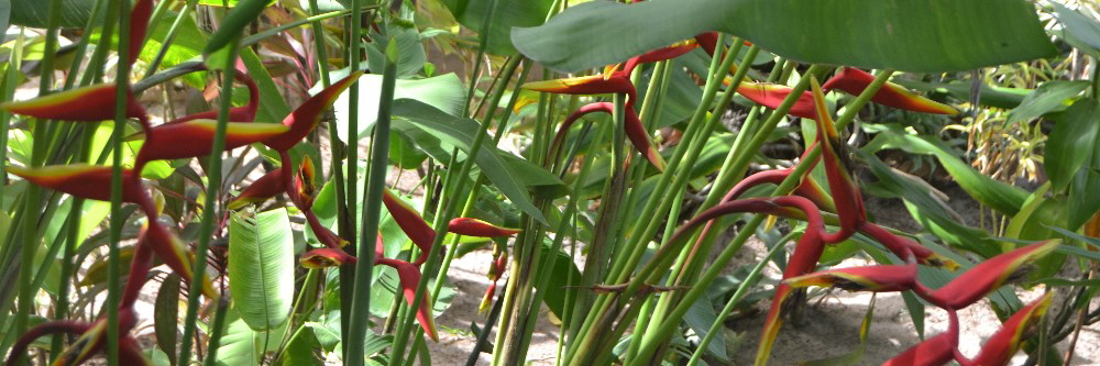 Pousada carnaval linha verde